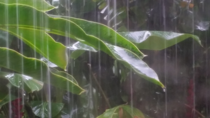 Hawaiian Moment: ‘There is life in the water from the clouds’