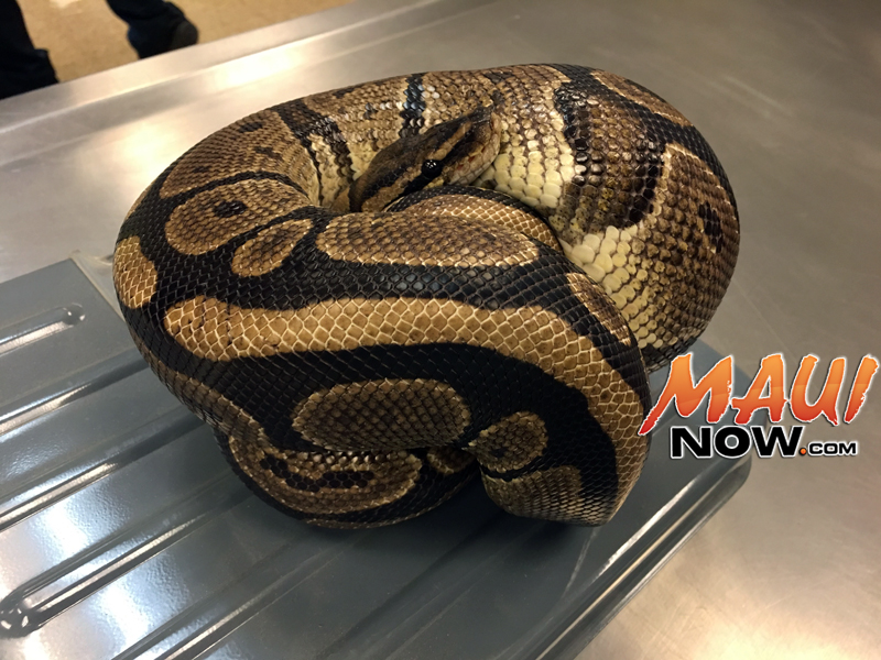 Ball Python Turned in Under Amnesty Program : Maui Now