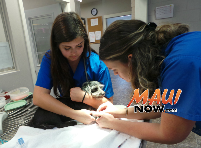 Maui Humane Society Opens 260K Expanded Veterinary Clinic Maui Now
