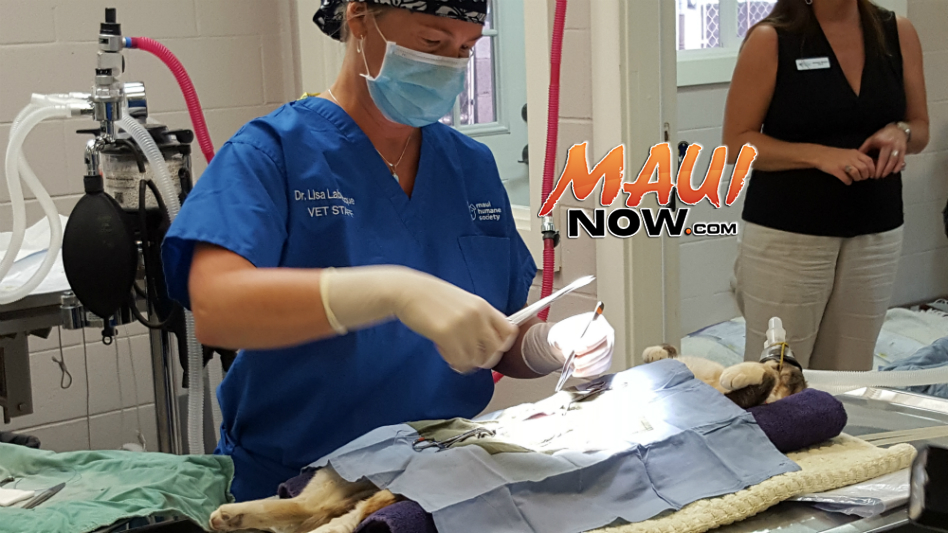 Maui Humane Society Veterinary Clinic Expansion Complete Maui Now