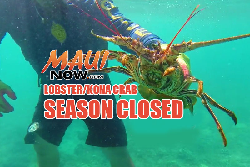 Lobster and Kona Crab Season Closes Today Maui Now