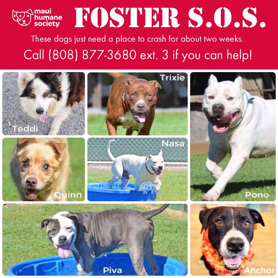 Maui Humane Society Seeking ShortTerm Foster Homes Maui Now