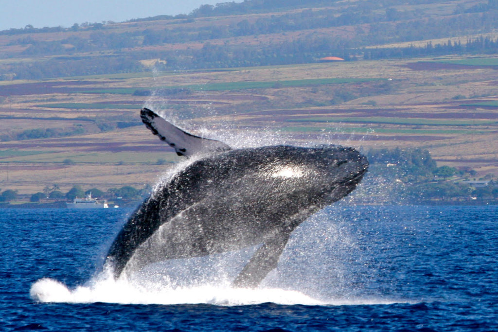 Maui Whale Festival 2018: Calendar of Events | Maui Now | Hawaii News