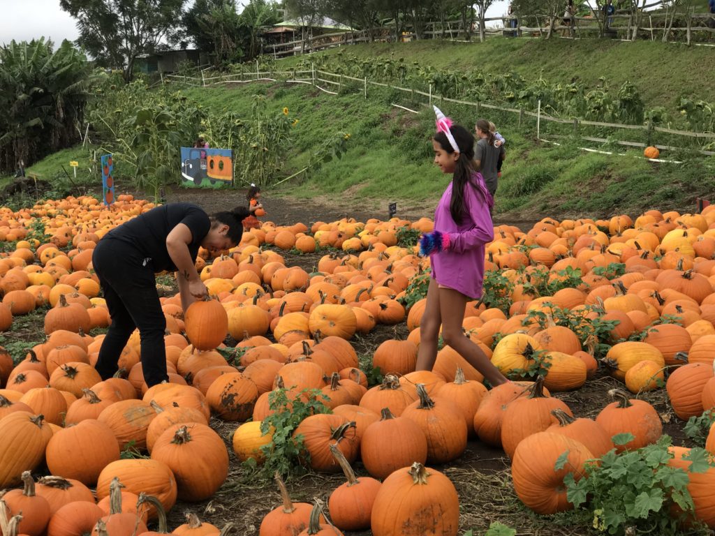 Toyota Hawaiʻi sponsors free admission to Kula Country Farms’ Pumpkin