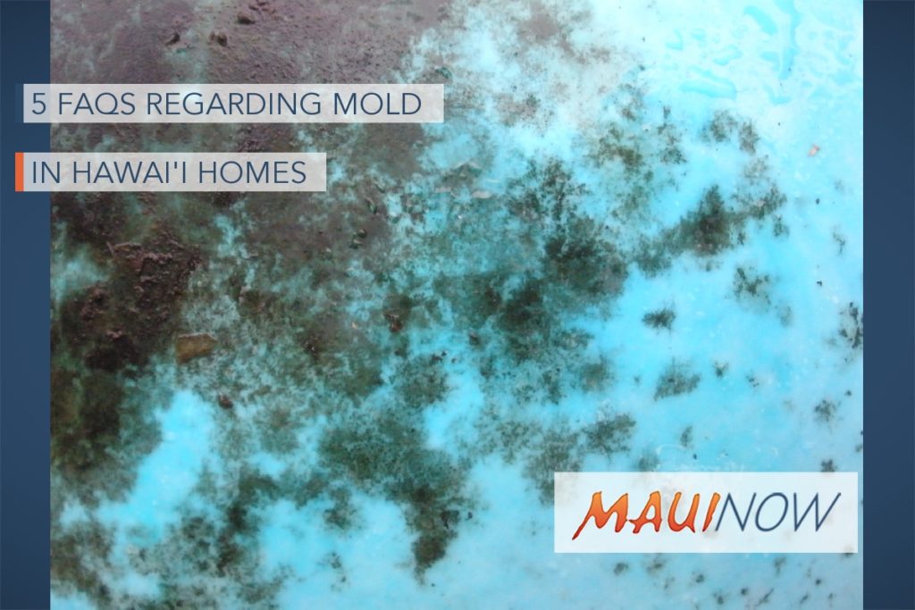 5 FAQs Regarding Mold in Hawaiʻi Homes Maui Now