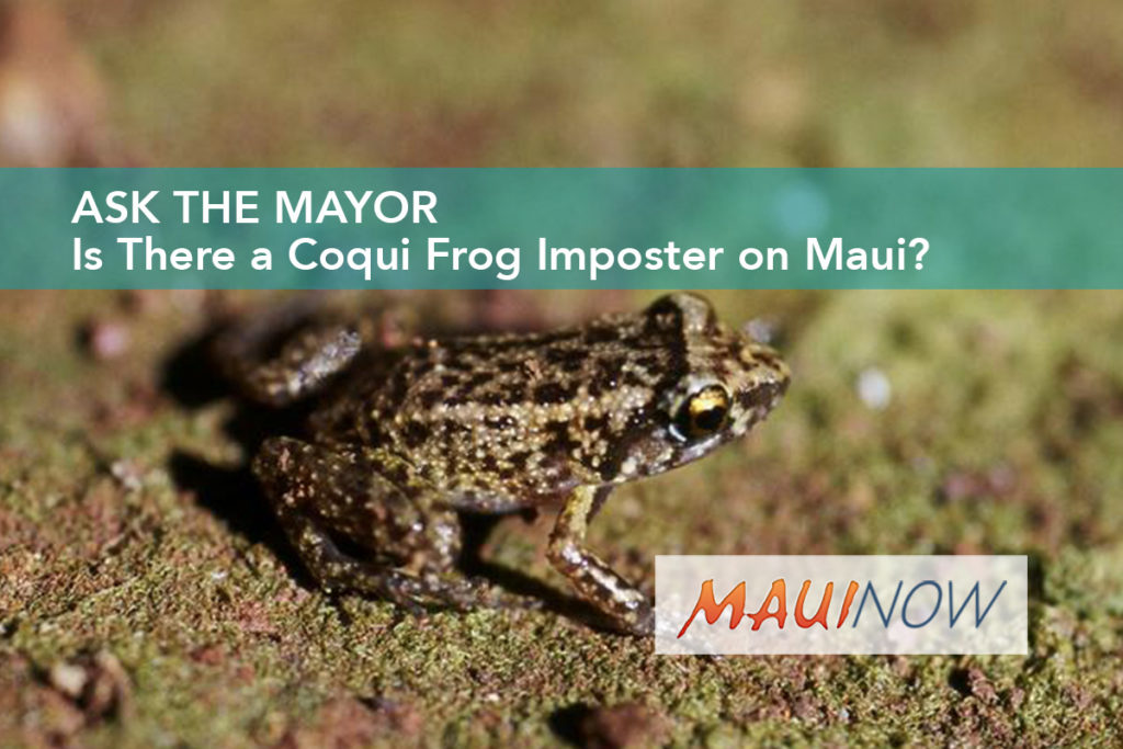 Ask the Mayor Is There a Coqui Frog Imposter on Maui? Maui Now