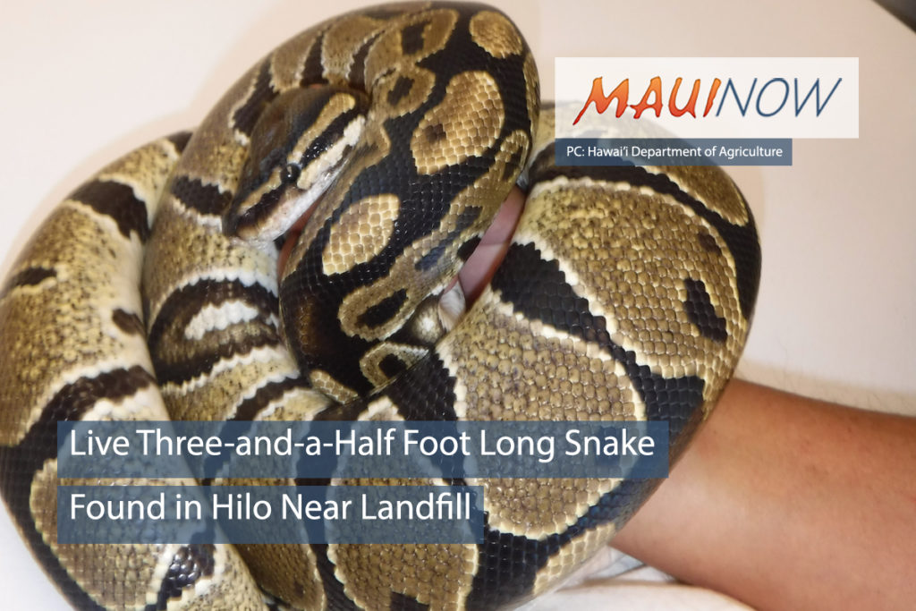 Live Ball Python Snake Found in Hilo : Maui Now