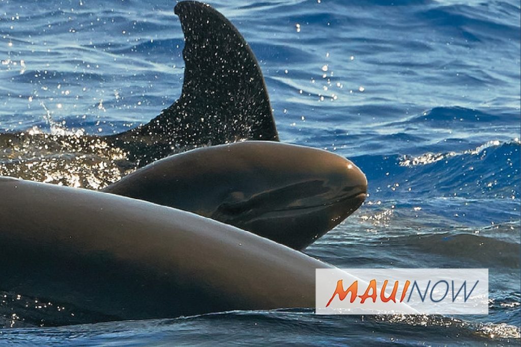 False Killer Whales Receive Habitat Protection : Maui Now