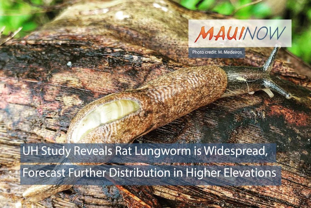 UH Study Reveals Rat Lungworm is Widespread : Maui Now
