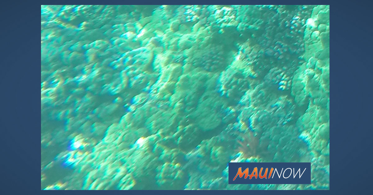 Partnership Enhances Water Quality Monitoring in Mā‘alaea Harbor Maui Now