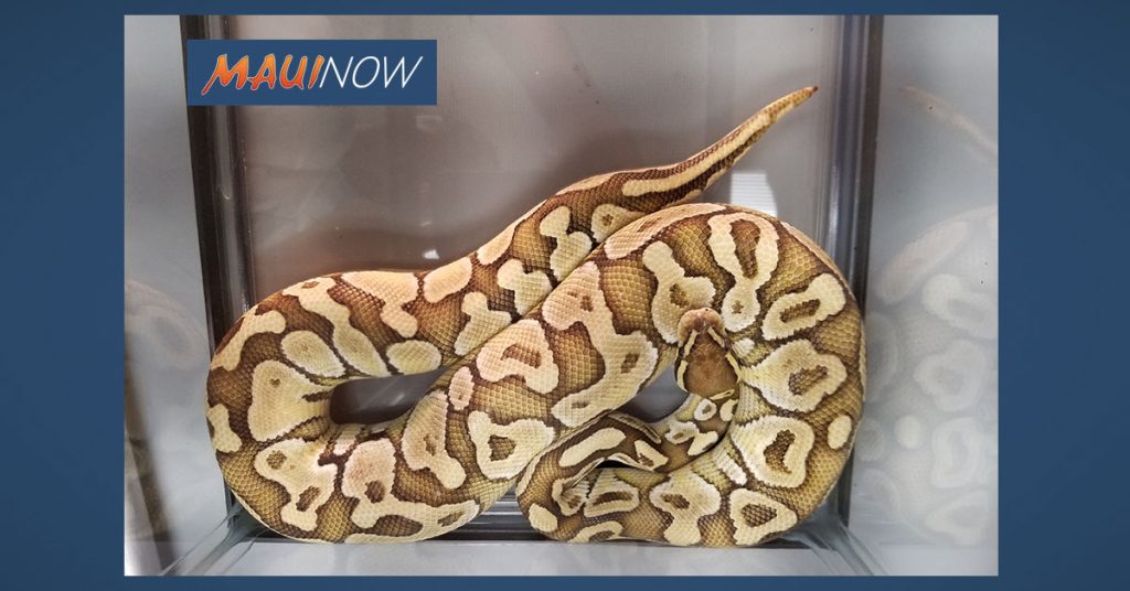 Ball Python Run Over by Passing Motorist in Hilo Survives : Maui Now