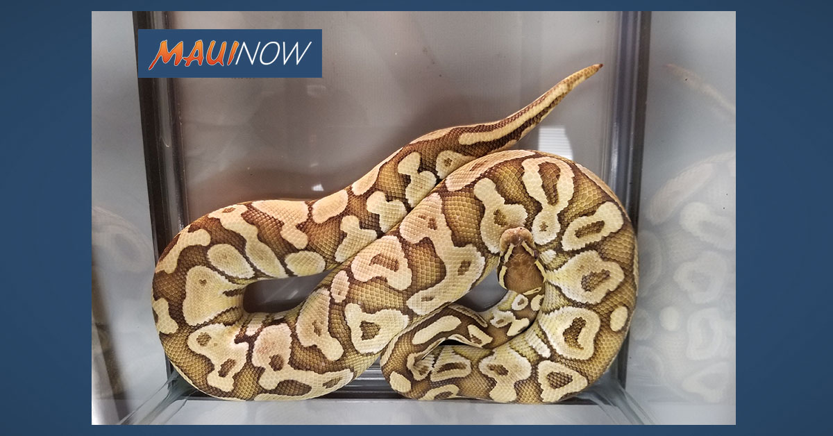 Four Foot Ball Python Snake Captured in Hilo | Maui Now