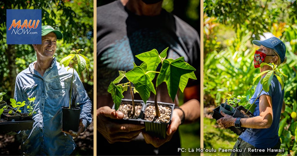 Statewide Tree Planting Initiative Aims to Make Hawai‘i More Resilient to Climate Change Maui Now