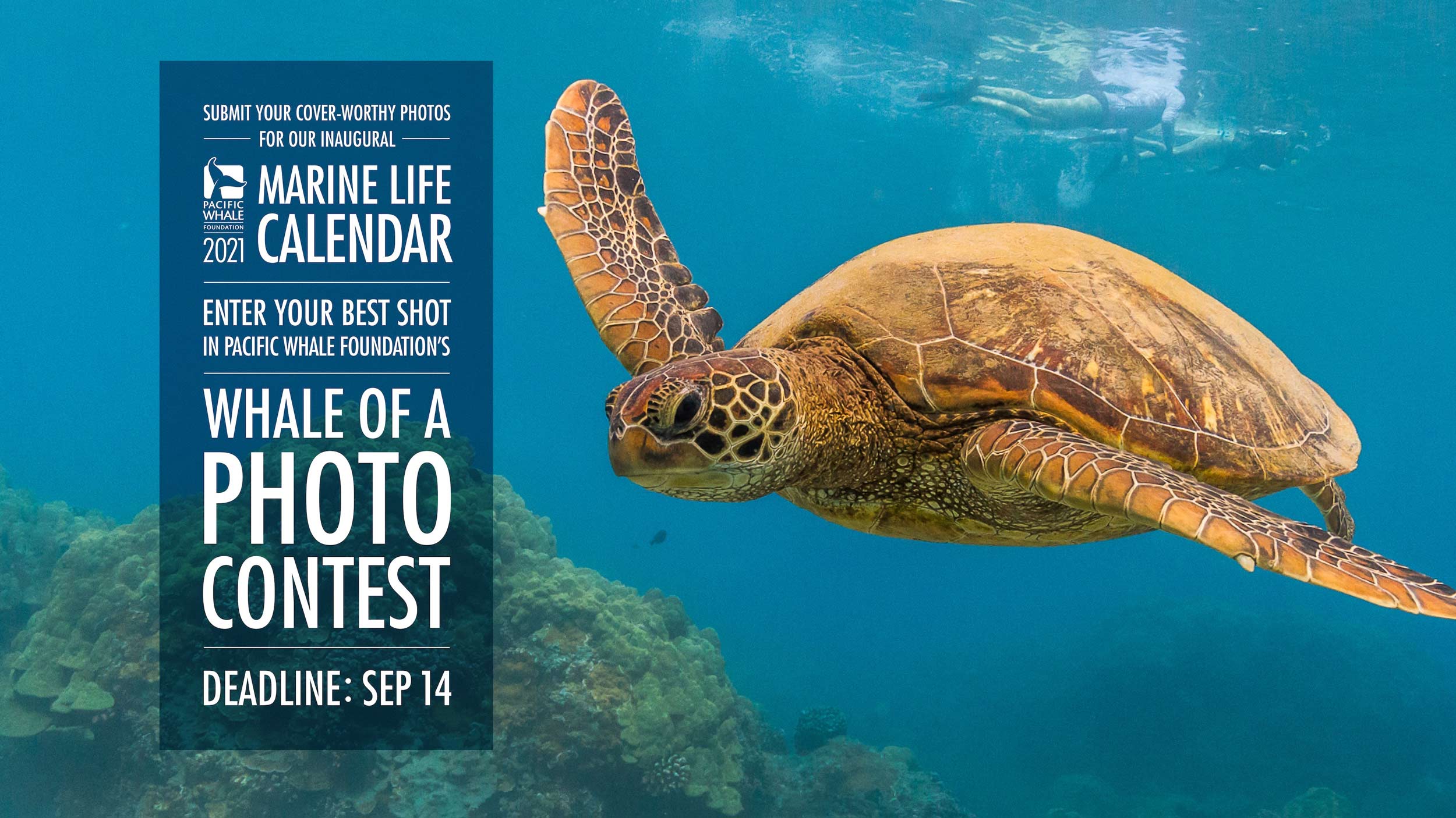 Maui Events Calendar September 2021 Calendar Nov 2021