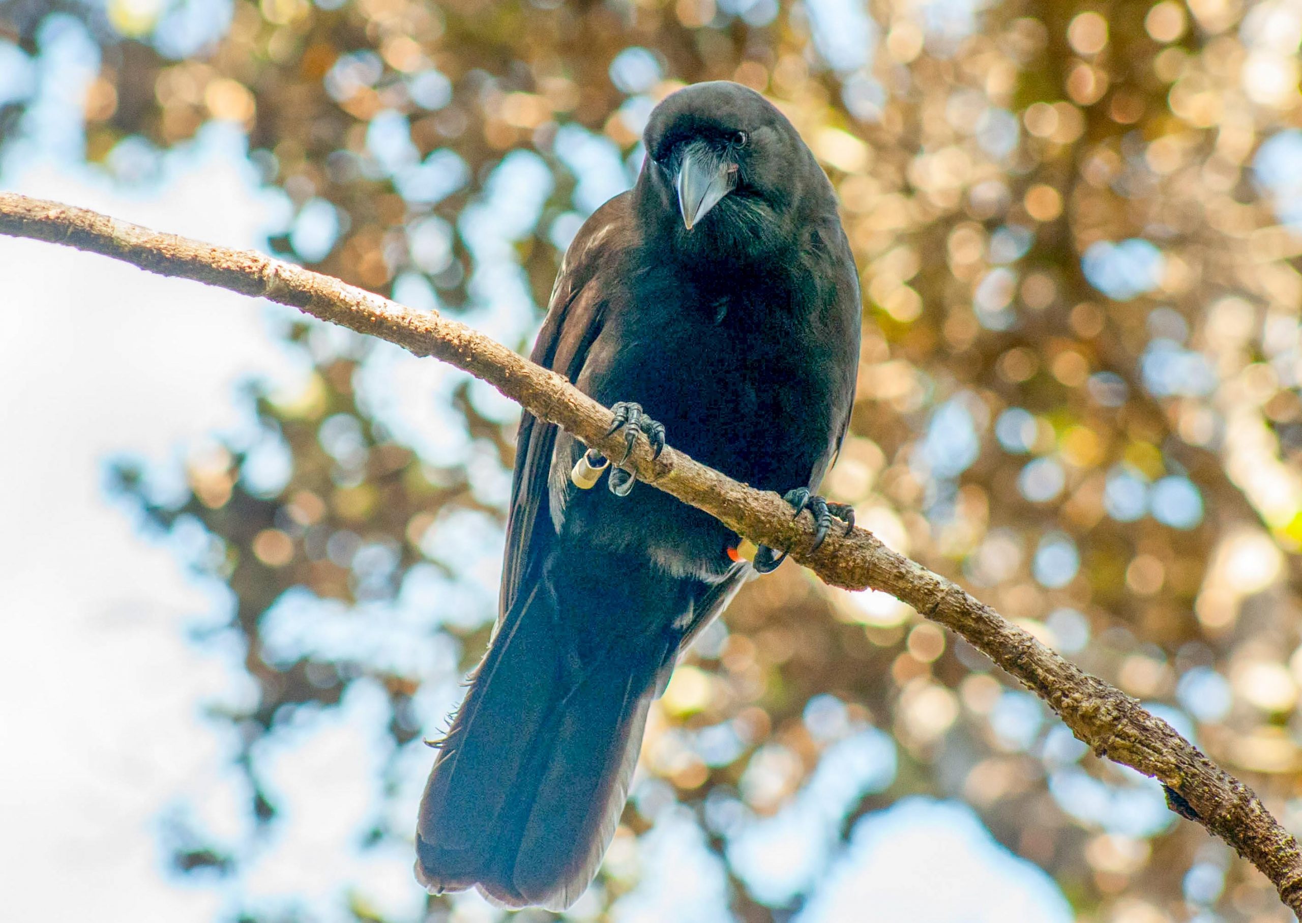 How Many Hawaiian Crows Are Left