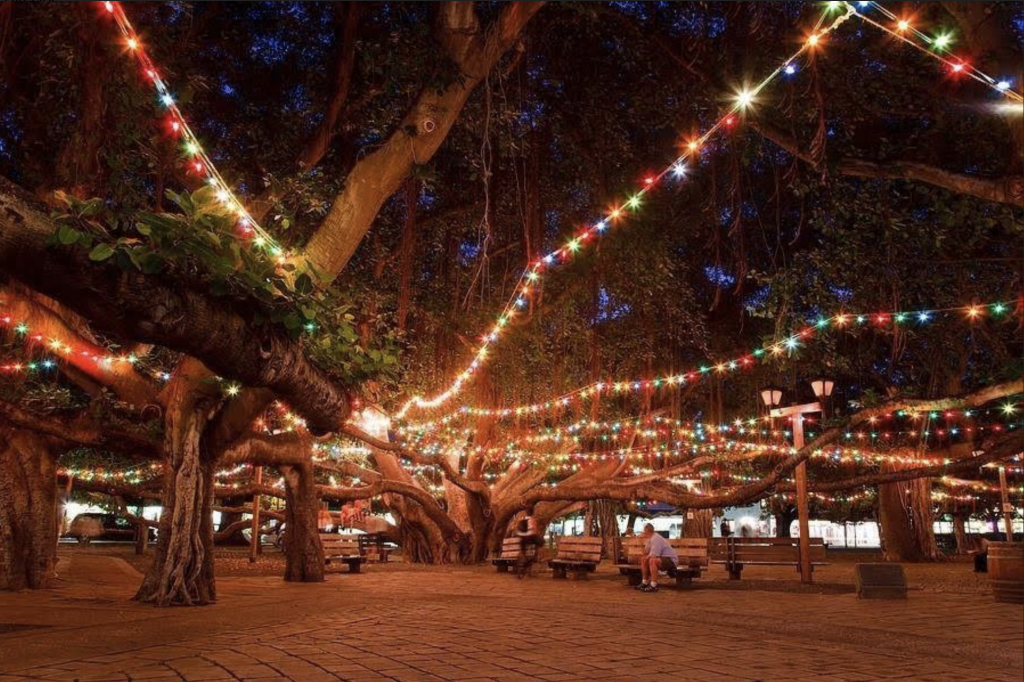 147 Year Old Banyan Tree in Lahaina is Lit for the Holidays : Maui Now