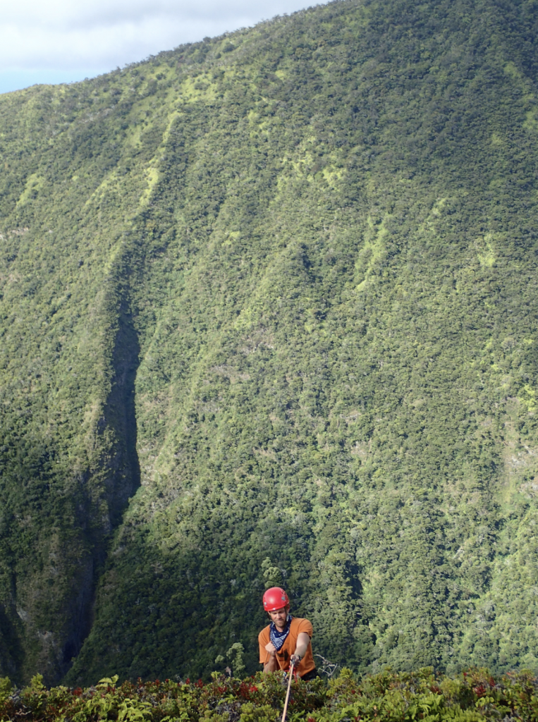 New Native Hawaiian Flower Discovered in West Maui Maui Now