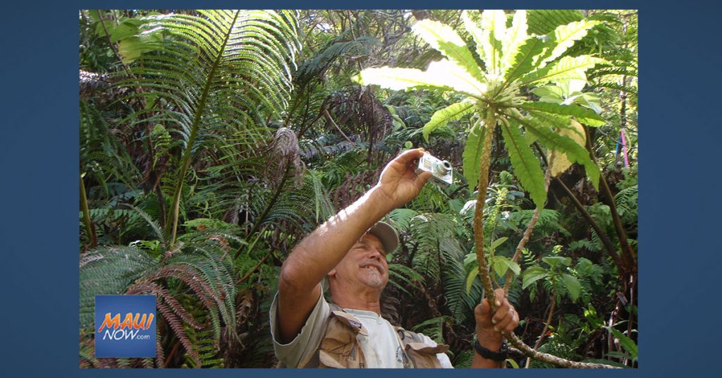 New Native Hawaiian Flower Discovered in West Maui Maui Now