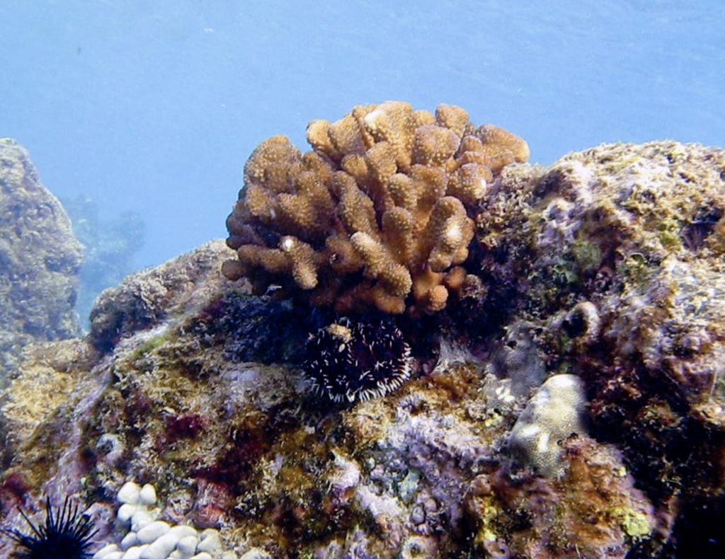 Aquatic Biologists Monitor Coral Spawning During Lunar Cycle and Spring Tides - Maui Now