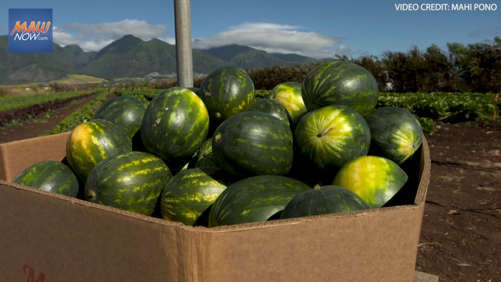 watermelon harvest