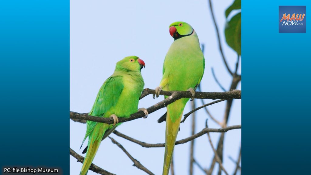 Male and female rose-ringed parakeet who perform marriage dances near  hollows in a tree