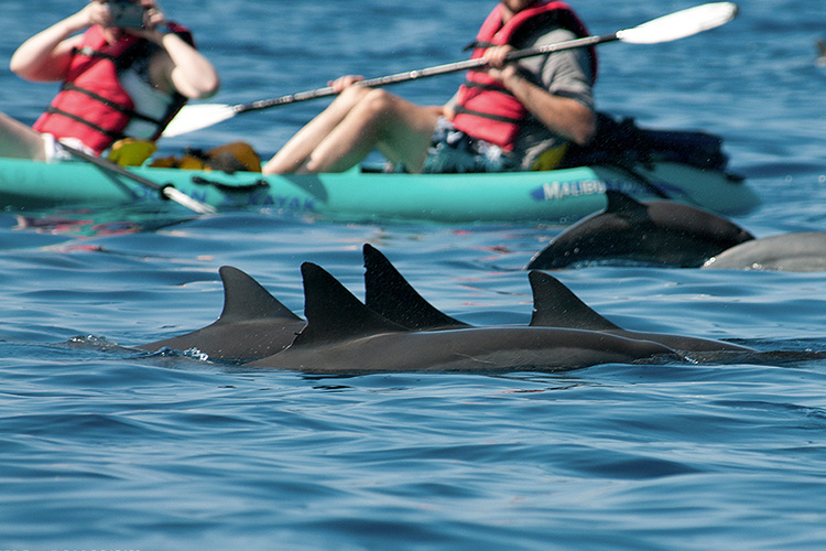 New Federal Rule Stay 50 Yards Away From Hawaiian Spinner Dolphins