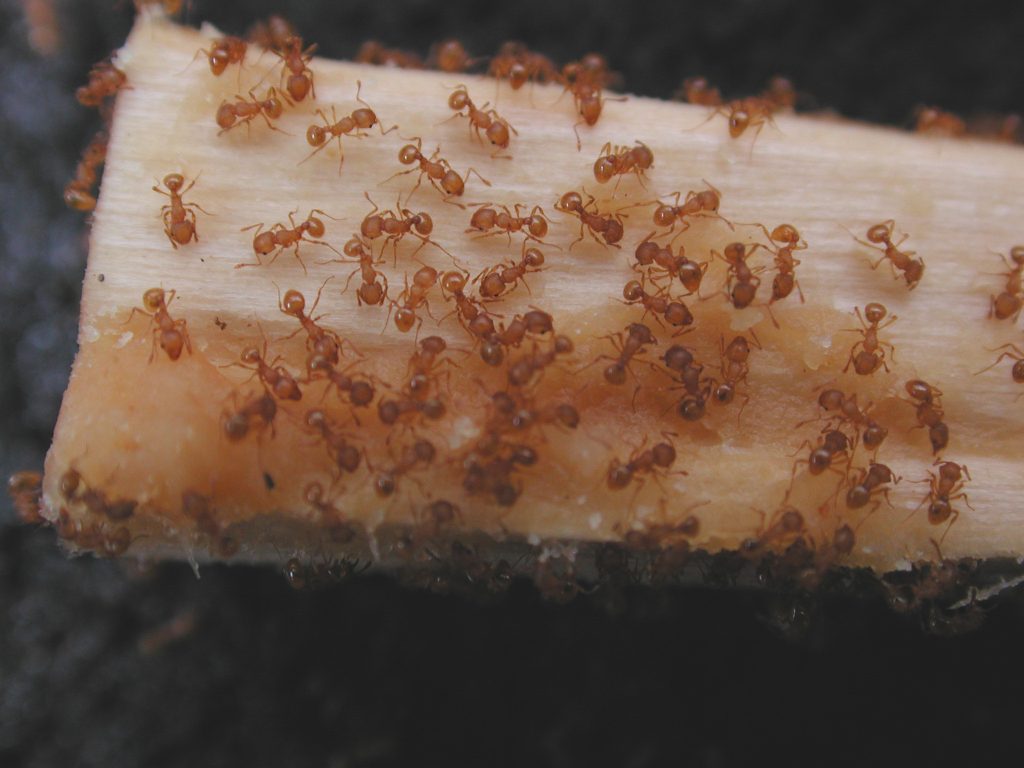 New detection of Little Fireplace Ant highlights vigilance : Maui Now