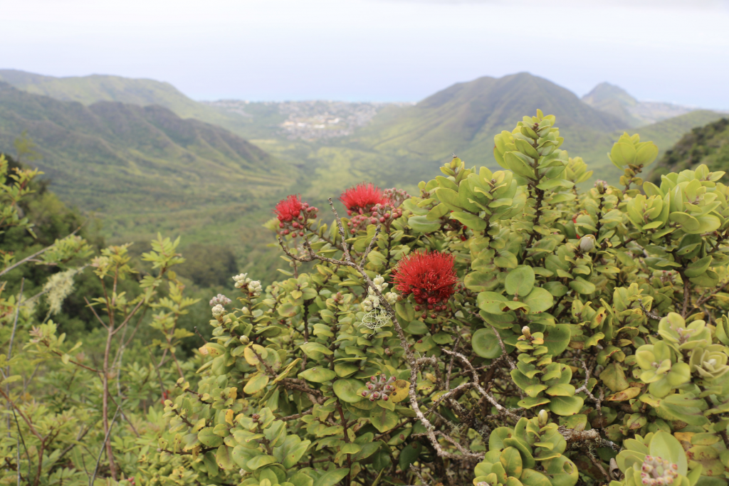 ʻŌhiʻa Lehua Earns Designation As Official Endemic Tree Of Hawaiʻi Maui Now 5808