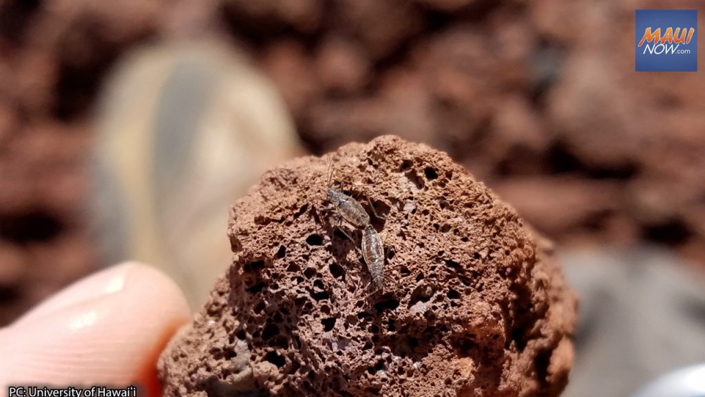 UH SevenFold Increase in Number of Wēkiu Bugs on Maunakea Maui Now