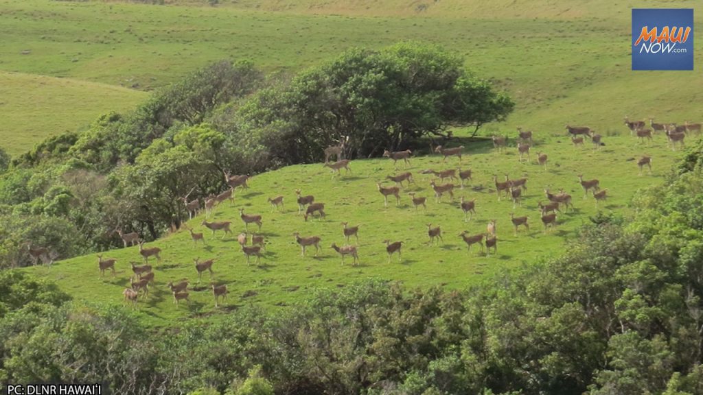 Opinion: New law could help resolve Maui’s axis deer problem : Maui Now