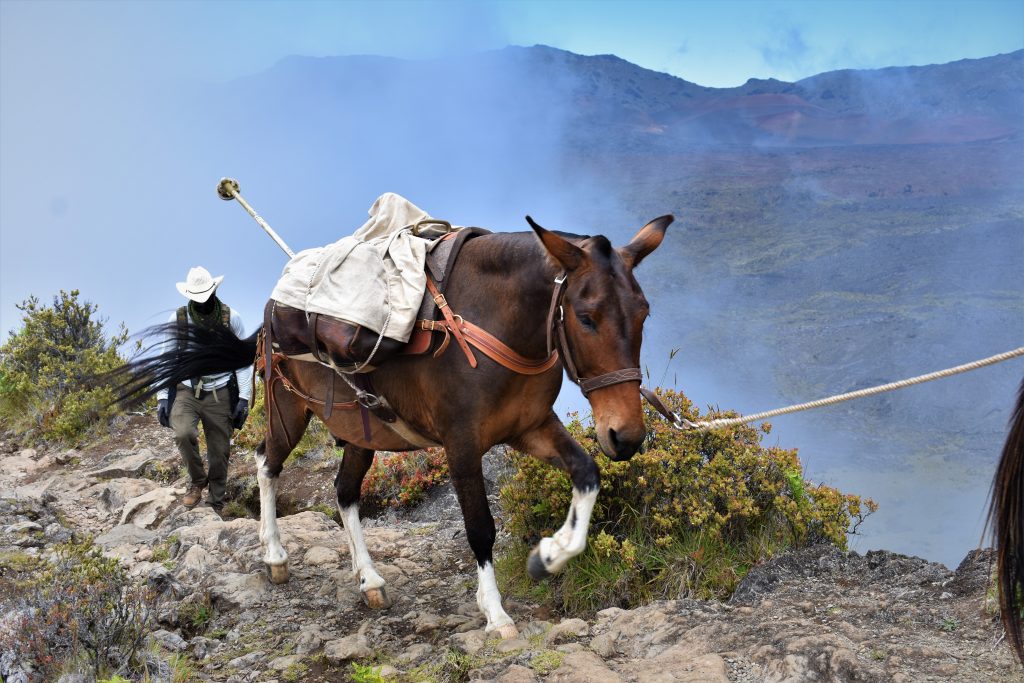 Mighty Mules of Maui - Haleakalā National Park (U.S. National Park Service)