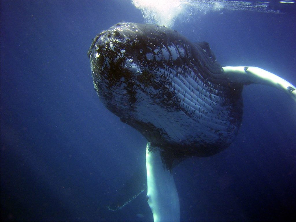 World Whale Day celebration Feb. 20 at Maui Ocean Center Maui Now