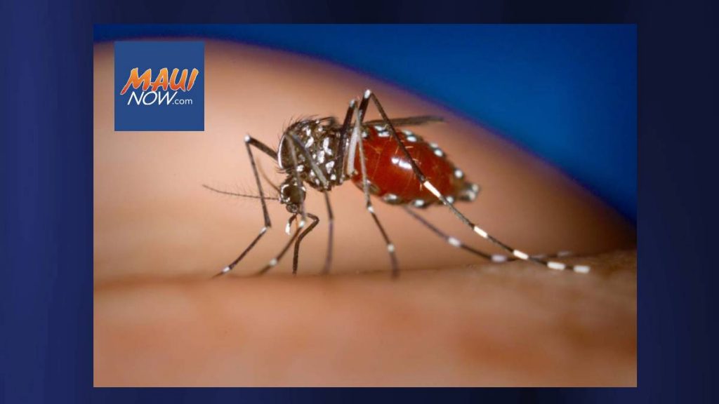 DOH reports travel-related dengue virus case on Oʻahu | Maui Now