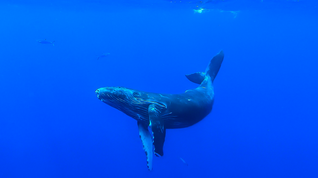 PBS' Changing Seas featuring humpback whales and their marine