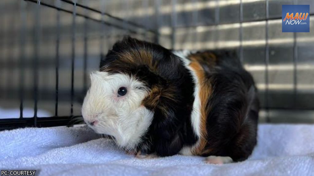 Humane society 2024 guinea pigs