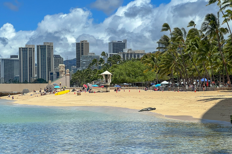 Beach birth: Hawaii blocks some Waikiki sands for seal pup