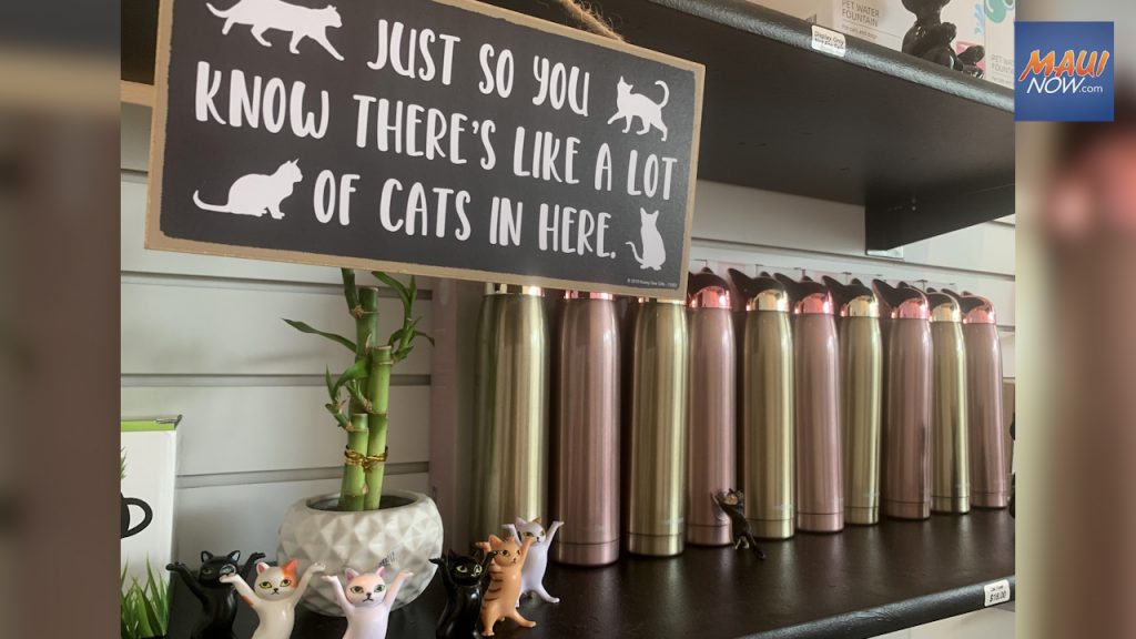 Cat Cafe Maui, where guests can make feline friends, or adopt a cat for