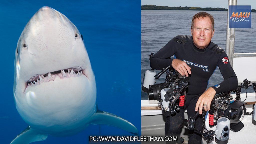 underwater shark photography