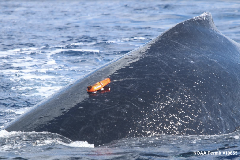 Hawaiian Islands Humpback Whale National Marine Sanctuary hosts Webinar