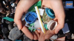 Under ‘three sugar cubes’ of plastic can kill a seabird, new study finds