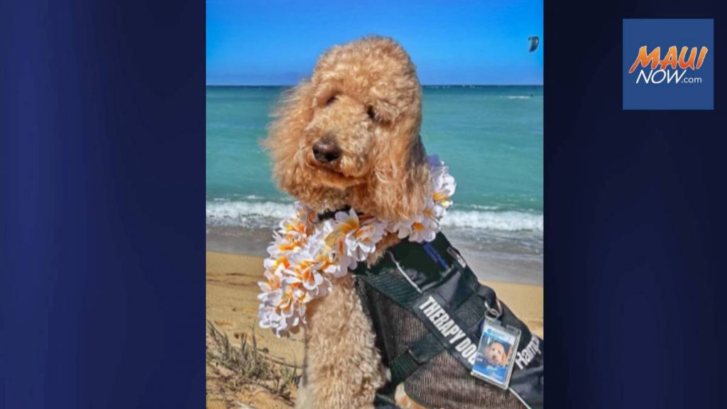 American Medical Response Maui welcomes new therapy dog and handler : Maui Now