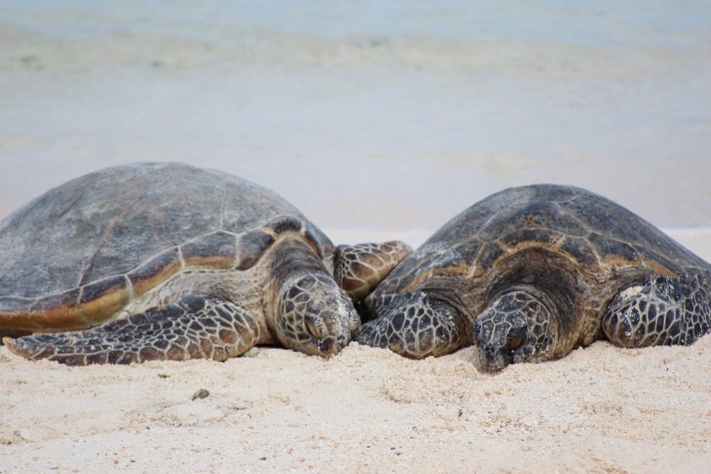 Kawaihae Cleanup – Marine Studies, HPA SCUBA & Sea Turtle Research