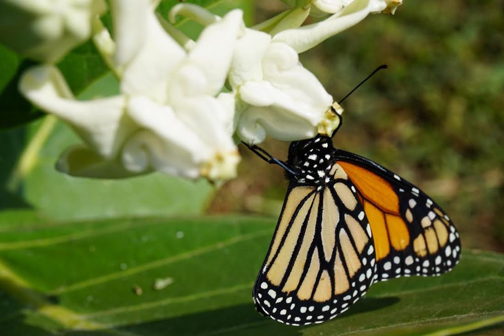 Bayer Hawaiʻi's Monarch Butterfly Kit giveaway raises awareness for  pollinators : Maui Now