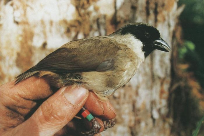 What's Killing Hawaiʻi's Forest Birds?, by U.S. Fish and Wildlife Service:  Pacific Islands, Conservation in the Pacific Islands