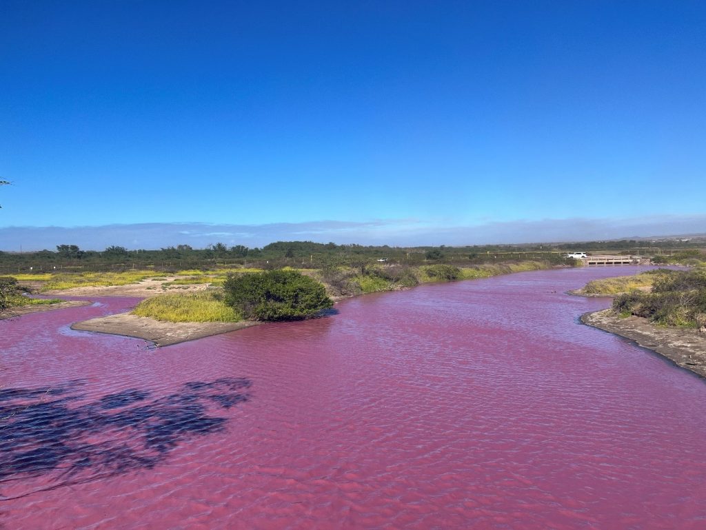 Pink water at Keālia Pond on Maui likely due to halobacteria growth from  high salinity : Maui Now