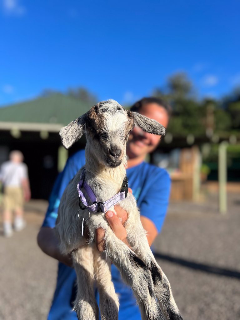 Surfing Goat Dairy holding celebration to showcase new owner’s