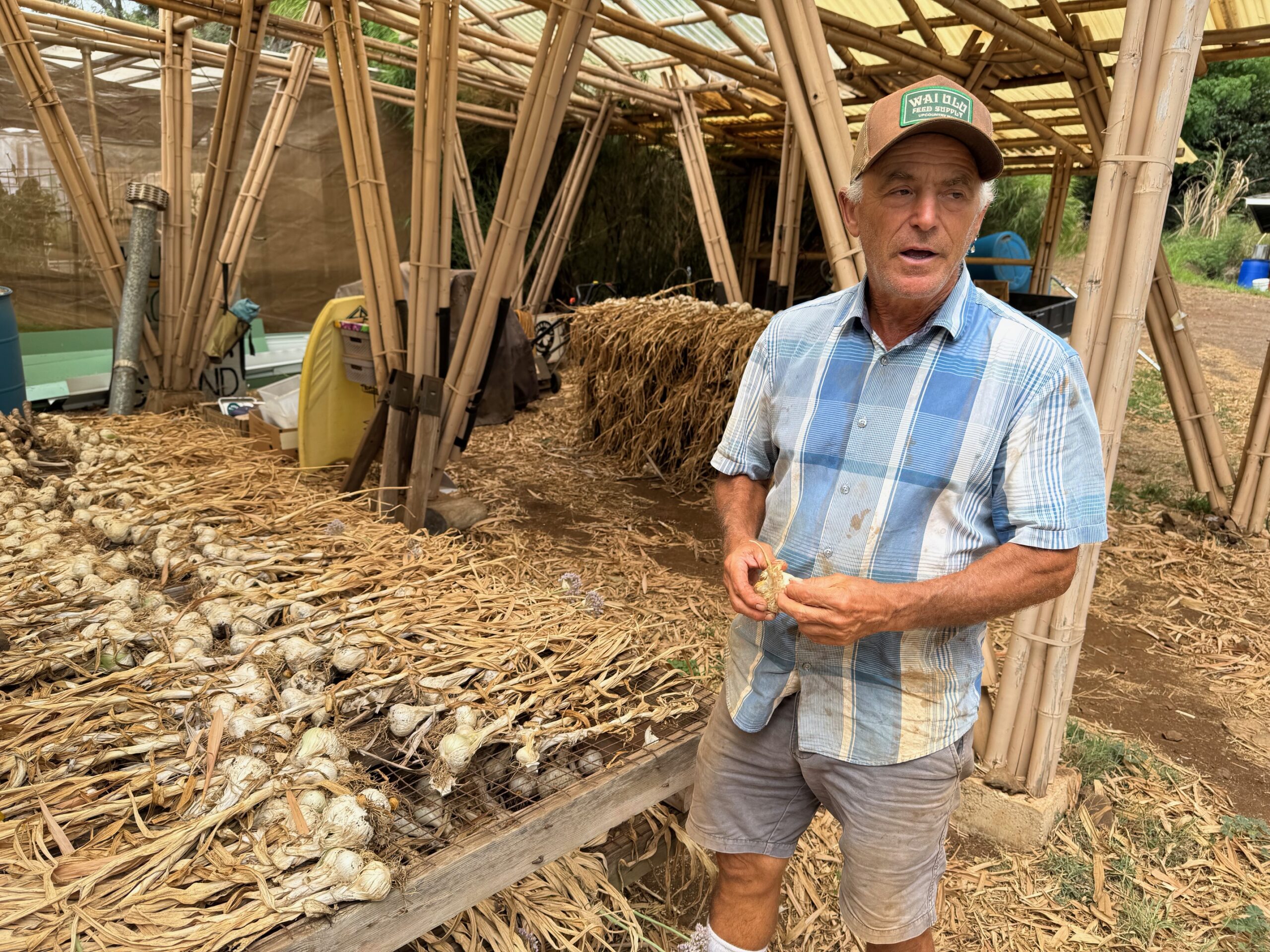 Kupa'a Farms owner Gerry Ross stands in front of some of his garlic crop last week in Kula. Ross said, "we're one of the few, if not the only garlic farmer on the island.” HJI / ROB COLLIAS photo