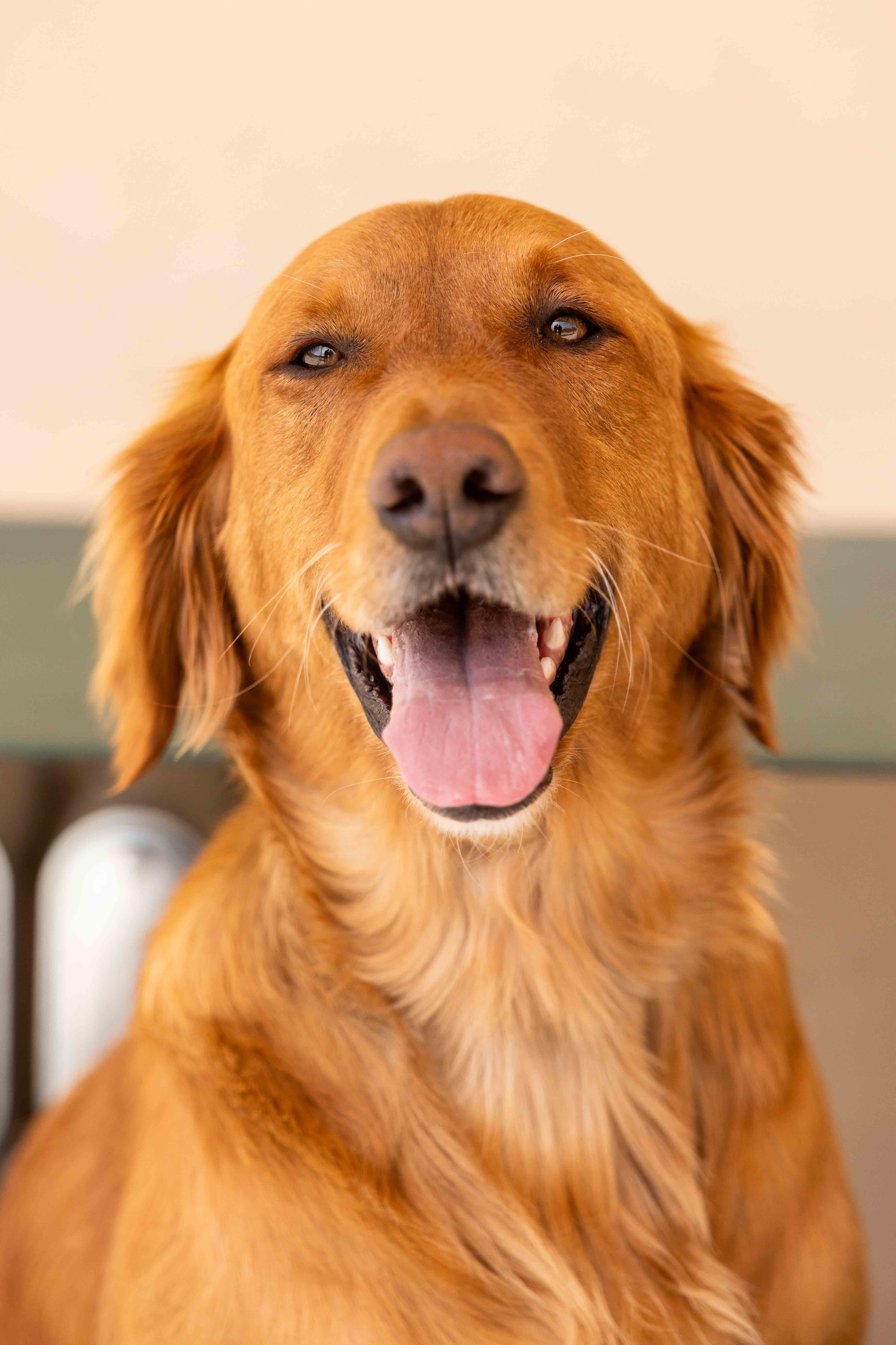 Ella Connor's service dog Herc has his own bio of the Cal Poly beach volleyball athletics website. His title is Director of Player Morale. Courtesy photo