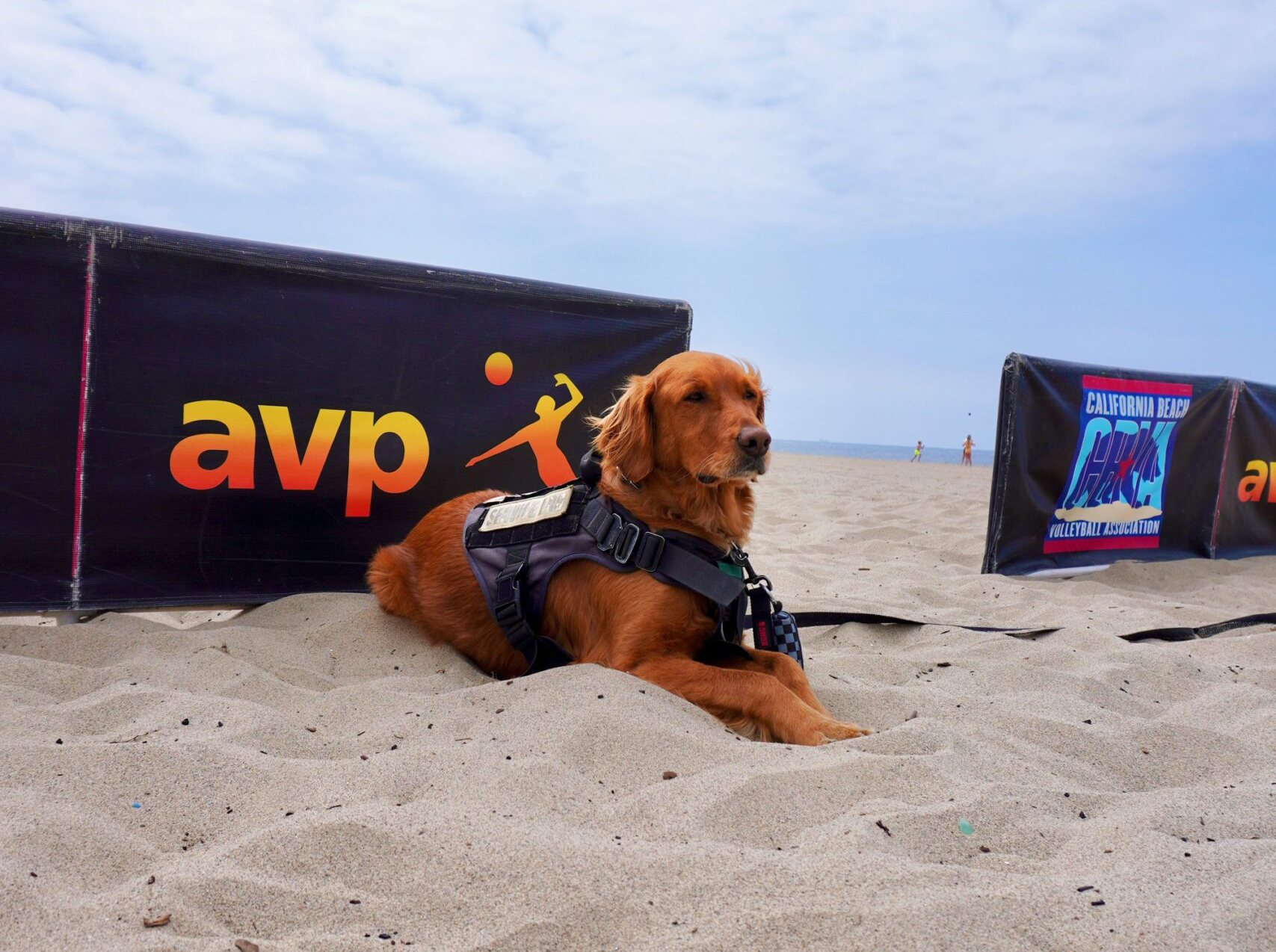 Ella Connor's service dog Herc watches her play a match during an Association of Professional Volleyball Tour event. Courtesy photo