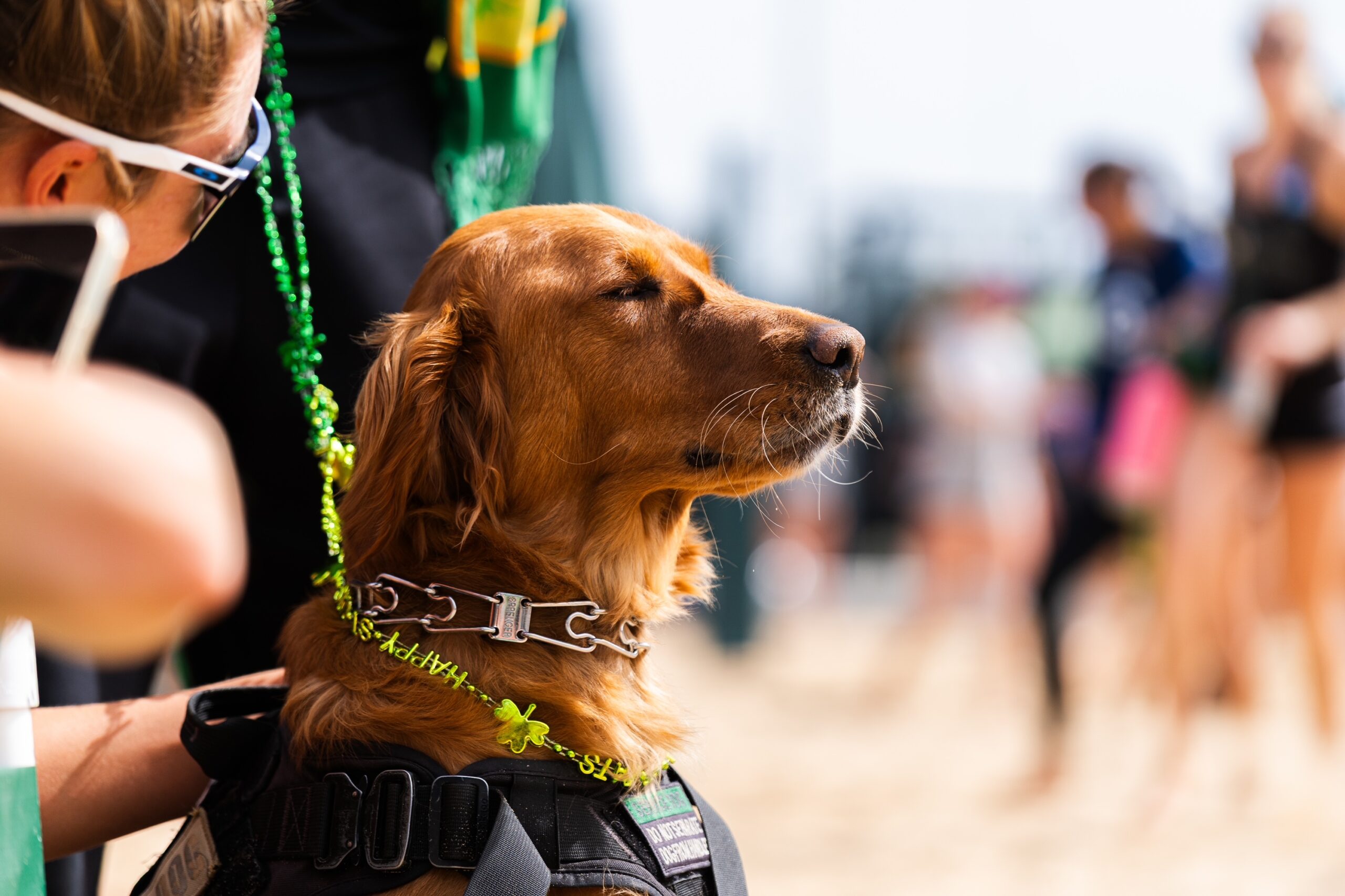 Ella Connor's service dog Herc has his own bio of the Cal Poly beach volleyball athletics website. Here he is shown on St. Patrick's Day. Courtesy photo